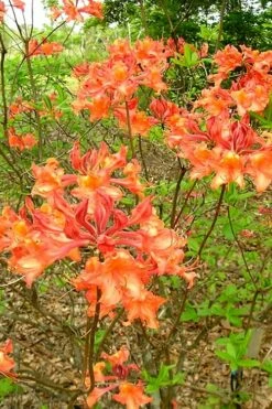 Mauvilla Gold Aromi Azalea (Rhododendron Hybrid) - 1 Gallon Pot -Wilson Bros Gardens Shop Native Azalea Mauvila Gold 2