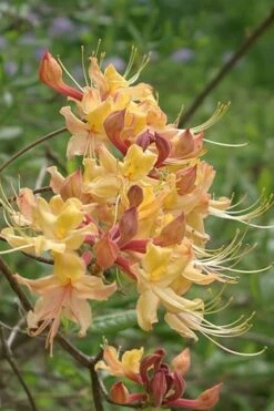 My Mary Native Azalea (Rhododendron) - 3 Gallon Pot -Wilson Bros Gardens Shop Native Azalea My Mary 10