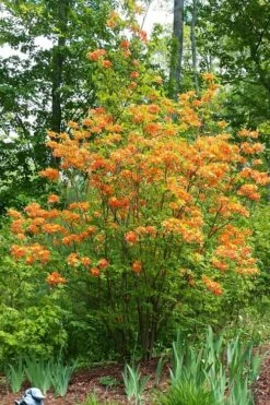 Nancy's Orange Native Azalea - Rhododendron Flammeum X Calendulaceum - 3 Gallon Pot -Wilson Bros Gardens Shop Native Azalea Nancy 4