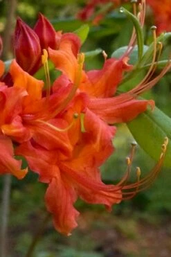 Oconee Native Azalea - Rhododendron Flammeum Speciosum - 3 Gallon Pot -Wilson Bros Gardens Shop Native Azalea Oconee Flammeum 12 1