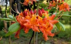 Oconee Native Azalea - Rhododendron Flammeum Speciosum - 1 Gallon Pot -Wilson Bros Gardens Shop Native Azalea Oconee Flammeum 20