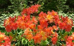 Oconee Native Azalea - Rhododendron Flammeum Speciosum - 3 Gallon Pot -Wilson Bros Gardens Shop Native Azalea Oconee Flammeum 4 1