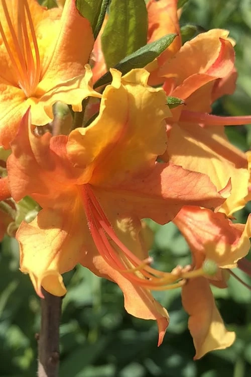 Orange Marmalade Native Azalea - 3 Gallon Pot 1 Orange Marmalade Native Azalea - 3 Gallon Pot