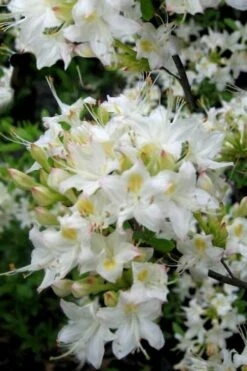 Pete McNees White Native Azalea - Rhododendron Albamanense - 3 Gallon Pot -Wilson Bros Gardens Shop Native Azalea Pete McNees 1