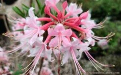 Varnadoes Phlox Pink Native Azalea - Rhododendron Canescens - 3 Gallon Pot -Wilson Bros Gardens Shop Native Azalea Phlox Pink 30