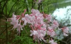 Pink Alabama Native Azalea - Rhododendron - 3 Gallon Pot 9 Pink Alabama Native Azalea - Rhododendron - 3 Gallon Pot -Wilson Bros Gardens Shop Native Azalea Pink Alabamense 3