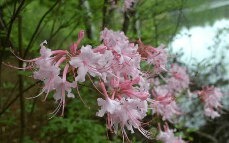 Pink Alabama Native Azalea - Rhododendron - 3 Gallon Pot 4 Pink Alabama Native Azalea - Rhododendron - 3 Gallon Pot - Image 4