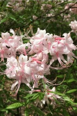 Pink Alabama Native Azalea - Rhododendron - 3 Gallon Pot 10 Pink Alabama Native Azalea - Rhododendron - 3 Gallon Pot -Wilson Bros Gardens Shop Native Azalea Pink Alabamense 5