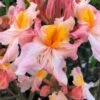 Pink Carousel Aromi Azalea (Rhododendron Hybrid) - 3 Gallon Pot