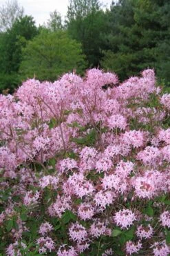 Pinxterbloom Azalea (Rhododendron Periclymenoides) - 3 Gallon Pot -Wilson Bros Gardens Shop Native Azalea Pinxterbloom 3