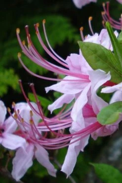Pinxterbloom Azalea (Rhododendron Periclymenoides) - 3 Gallon Pot