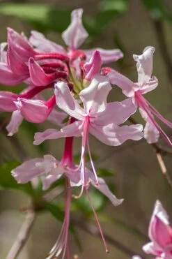 Pinxterbloom Azalea (Rhododendron Periclymenoides) - 3 Gallon Pot -Wilson Bros Gardens Shop Native Azalea Pinxterbloom 9