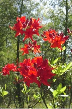 Radiant Red Aromi Azalea (Rhododendron Hybrid) - 1 Gallon Pot -Wilson Bros Gardens Shop Native Azalea Radiant Red 6