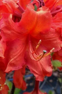 Robert E. Lee Native Azalea (Rhododendron) - 3 Gallon Pot