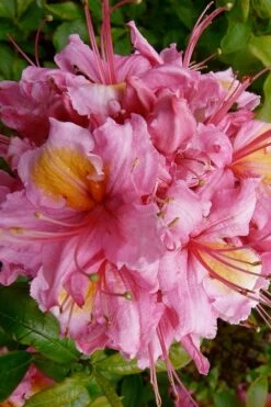 Samford Sorbet Native Azalea (Rhododendron) - 3 Gallon Pot -Wilson Bros Gardens Shop Native Azalea Samford Sorbet 10