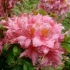 Samford Sorbet Native Azalea (Rhododendron) - 3 Gallon Pot