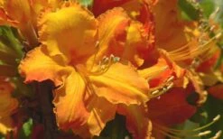 Solar Glow Sunbow Azalea - 2 Gallon Pot -Wilson Bros Gardens Shop Native Azalea Solar Glow 2