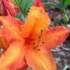 Solar Glow Sunbow Azalea - 2 Gallon Pot