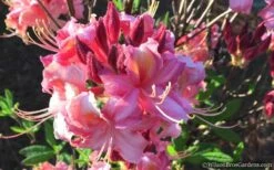 Southern Sunset Aromi Azalea (Rhododendron Hybrid) - 3 Gallon Pot -Wilson Bros Gardens Shop Native Azalea Southern Sunset 2