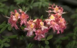 Southern Sunset Aromi Azalea (Rhododendron Hybrid) - 3 Gallon Pot -Wilson Bros Gardens Shop Native Azalea Southern Sunset 4