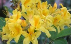 Sunny Side Up Aromi Azalea (Rhododendron Hybrid) - 3 Gallon Pot -Wilson Bros Gardens Shop Native Azalea Sunny Side Up 5