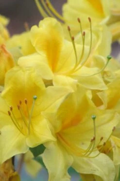 Sunny Side Up Aromi Azalea (Rhododendron Hybrid) - 3 Gallon Pot -Wilson Bros Gardens Shop Native Azalea Sunny Side Up 6