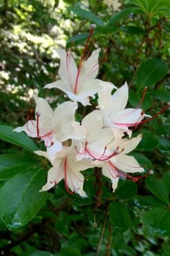 Sweet Azalea (Rhododendron Arborescens) - 3 Gallon Pot -Wilson Bros Gardens Shop Native Azalea Sweet 2