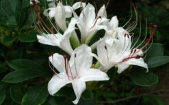 Sweet Azalea (Rhododendron Arborescens) - 3 Gallon Pot -Wilson Bros Gardens Shop Native Azalea Sweet 4