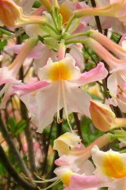 Touch Of Pink Aromi Azalea (Rhododendron Hybrid) - 3 Gallon Pot -Wilson Bros Gardens Shop Native Azalea Touch Of Pink 2