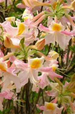 Touch Of Pink Aromi Azalea (Rhododendron Hybrid) - 3 Gallon Pot -Wilson Bros Gardens Shop Native Azalea Touch Of Pink 4