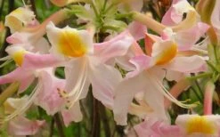 Touch Of Pink Aromi Azalea (Rhododendron Hybrid) - 3 Gallon Pot -Wilson Bros Gardens Shop Native Azalea Touch Of Pink 5