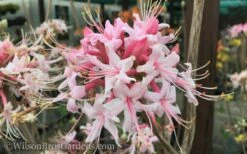 Varnadoes Phlox Pink Native Azalea - Rhododendron Canescens - 1 Gallon Pot -Wilson Bros Gardens Shop Native Azalea Varnadoes Pink Phlox 50 1