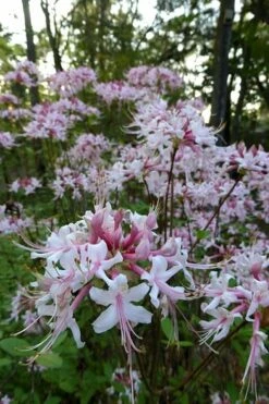 Varnadoes Phlox Pink Native Azalea - Rhododendron Canescens - 3 Gallon Pot -Wilson Bros Gardens Shop Native Azalea Varnadoes Pink Phlox 54