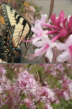 Varnadoes Phlox Pink Native Azalea - Rhododendron Canescens - 3 Gallon Pot -Wilson Bros Gardens Shop Native Azalea Varnadoes Pink Phlox 55