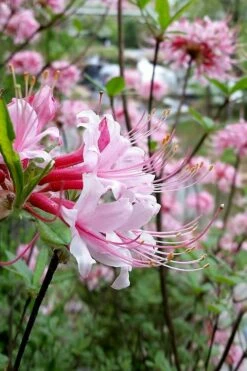 Varnadoes Phlox Pink Native Azalea - Rhododendron Canescens - 3 Gallon Pot -Wilson Bros Gardens Shop Native Azalea Varnadoes Pink Phlox 56