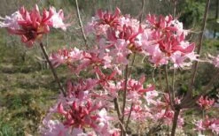 Varnadoes Phlox Pink Native Azalea - Rhododendron Canescens - 1 Gallon Pot -Wilson Bros Gardens Shop Native Azalea Varnadoes pink Blooms 3 1