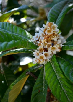 Loquat 'Italy' (Eriobotrya Japonica) -Wilson Bros Gardens Shop NespoloItalianLoquat