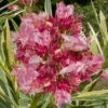 Twist Of Pink Oleander - 2 Gallon Pot