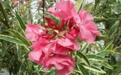 Twist Of Pink Oleander - 2 Gallon Pot -Wilson Bros Gardens Shop Oleander Twist Of Pink Closeup Flower