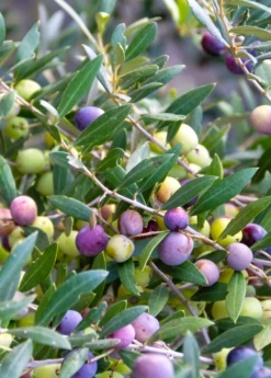 Olive 'Arbequina' (Olea Europea) -Wilson Bros Gardens Shop Olive Arbequina Oleaeuropea liveplantforsalesowexotic 1