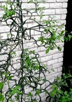 Flying Dragon Hardy Orange Tree - 7 Gallon Pot (3-4') -Wilson Bros Gardens Shop Orange Flying Dragon 11 1