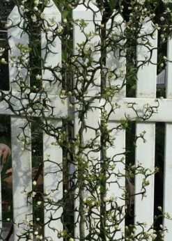 Flying Dragon Hardy Orange Tree - 7 Gallon Pot (3-4') -Wilson Bros Gardens Shop Orange Flying Dragon 3 1