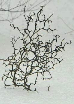 Flying Dragon Hardy Orange Tree - 7 Gallon Pot (3-4') -Wilson Bros Gardens Shop Orange Flying Dragon 7 1