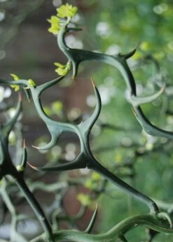 Flying Dragon Hardy Orange Tree - 7 Gallon Pot (3-4') -Wilson Bros Gardens Shop Orange Flying Dragon 9 1