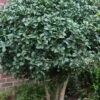 Wheeler's Cold Hardy Fragrant Tea Olive (Osmanthus) - 3 Gallon Pot