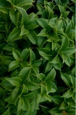 Wheeler's Cold Hardy Fragrant Tea Olive (Osmanthus) - 3 Gallon Pot -Wilson Bros Gardens Shop Osmanthus Carl Wheeler 15