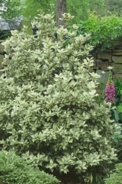 Goshiki Osmanthus (Variegated False Holly) - 2 Gallon Pot -Wilson Bros Gardens Shop Osmanthus Goshiki 20 3