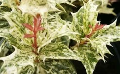 Goshiki Osmanthus (Variegated False Holly) - 1 Gallon Pot -Wilson Bros Gardens Shop Osmanthus Goshiki Foliage Closeup 2 2