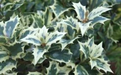 Fragrant Variegated Tea Olive - Osmanthus Heterophyllus 'Variegatus' - 3 Gallon Pot -Wilson Bros Gardens Shop Osmanthus Variegated False Holly Leaves