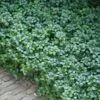 Green Carpet Pachysandra - Japanese Spurge - 18 Count Flat Of Pint Pots